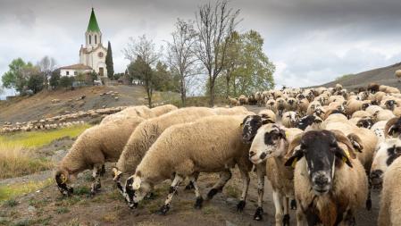 Rebaño a las afueras de Manlleu.