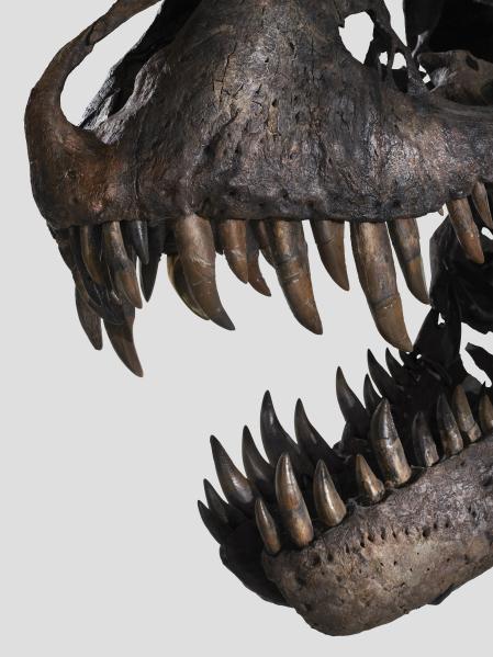 Detalles del esqueleto de Tiranosaurus Rex