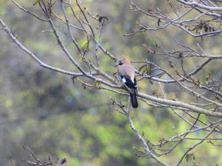 Observación de animales en el río Gurri.