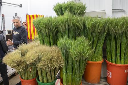 Plantas este martes en Mercabarna-flor