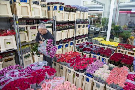 Preparación de las rosas de Sant Jordi en Mercabarna-flor