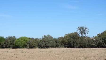 Reto visual: ¿Puedes localizar a la tórtola?