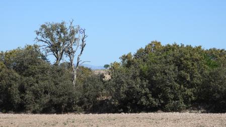 Esta es la solución al Reto visual con la posición de la tórtola señalizada.