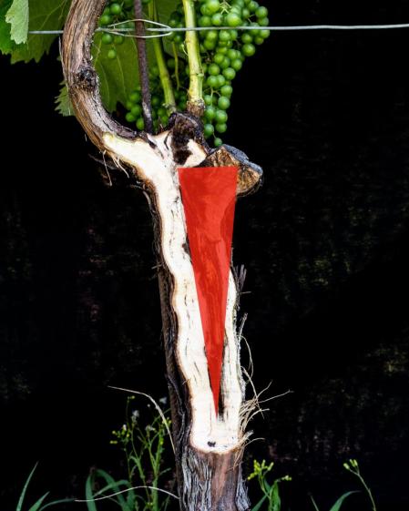 Poda con el método Simonite Sirch