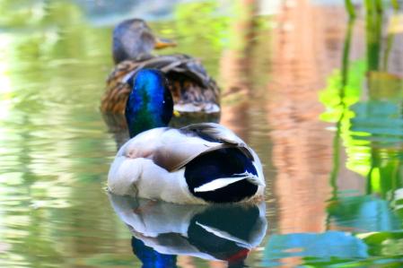Cuaca y Dominante, en el estanque del monasterio de Pedralbes de Barcelona.