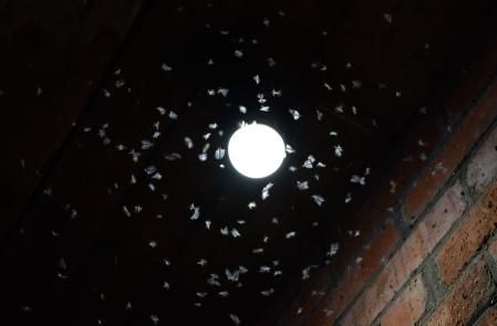 Los insectos no se dirigen directamente a la luz, sino que dan vueltas al punto luminoso al quedar desorientados  .