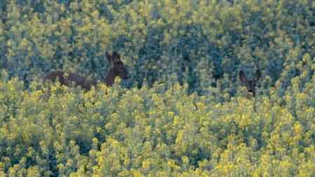 Corzos en los campos de colza de Manlleu.