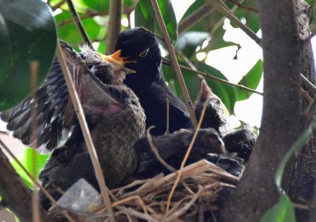 Mirlos en Barcelona.