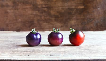 Tomates azules en distintas fases de maduración