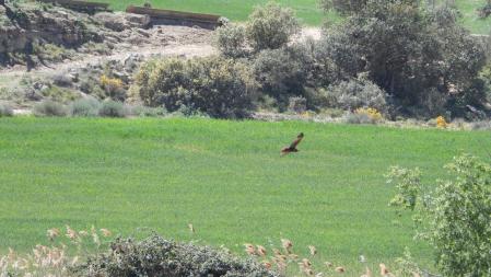 El ave que buscamos, más en detalle.