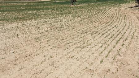 Campos secos en la comarca del Urgell.