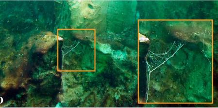 Detalle de filamentos mucoides flotando en las aguas del agujero azul y adheridos a sus paredes  .