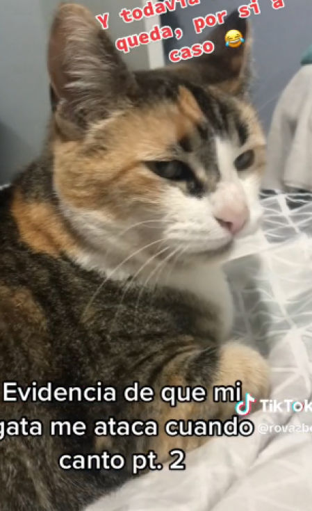 La mirada amenazadora de la gata