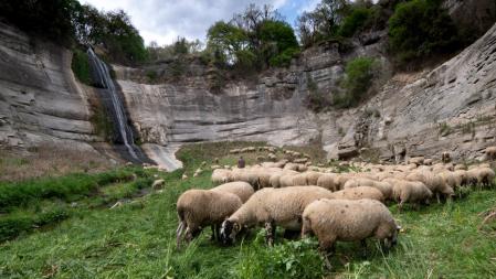 Rebaño pastando a los pies del Salt del Cabrit.