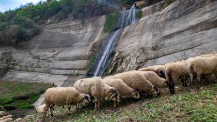 Rebaño pastando a los pies del Salt del Cabrit.