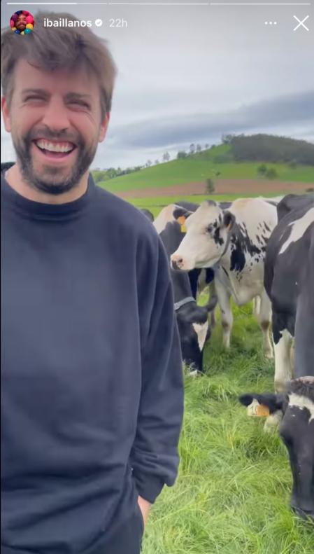 Piqué muy feliz entre vacas acompañando a Ibai en un compromiso laboral