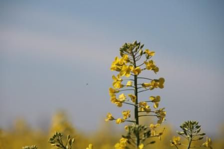 Colza primaveral.