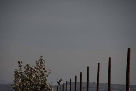 Cigüeña en el paisaje del Tarròs.