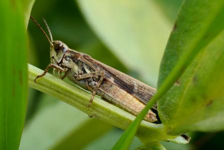 El saltamontes de campo común en el huerto del monasterio de Pedralbes en Barcelona.