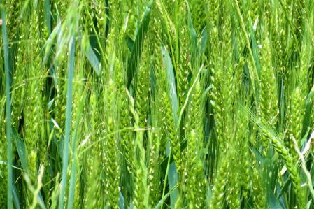 Cebada en primavera.