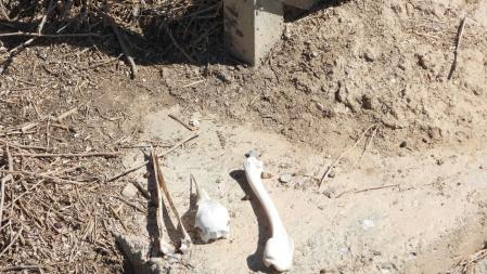 Los tres huesos, en detalle.