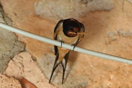 Golondrina en Vilanova de Sau.