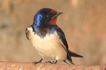 Golondrina en Vilanova de Sau.