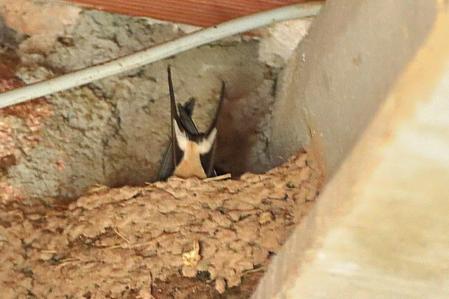 Golondrina en Vilanova de Sau.