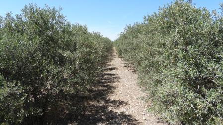 Paisaje del Canal d'Urgell.
