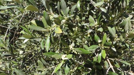 Paisaje del Canal d'Urgell.