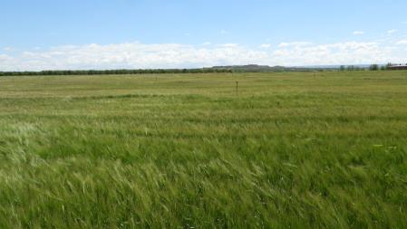 Paisaje del Canal d'Urgell.
