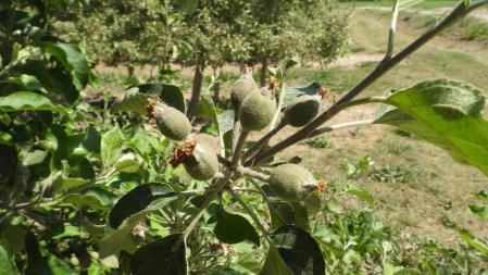 Paisaje del Canal d'Urgell.