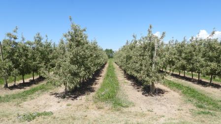 Paisaje del Canal d'Urgell.