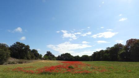Paisaje del Canal d'Urgell.