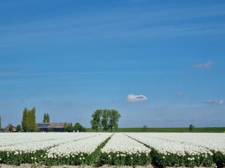 Tulipanes en Den Bommel.