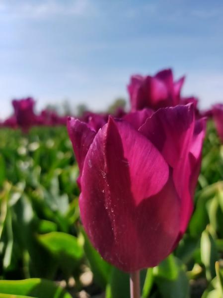 Tulipanes en Den Bommel.