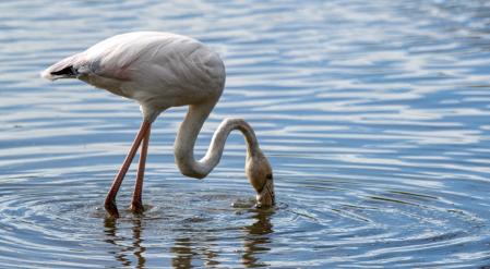 Aiguamolls de l'Empordà.