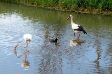 Aiguamolls de l'Empordà.