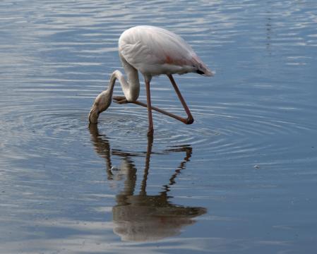 Aiguamolls de l'Empordà.