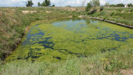 ¿Dónde está la rana?