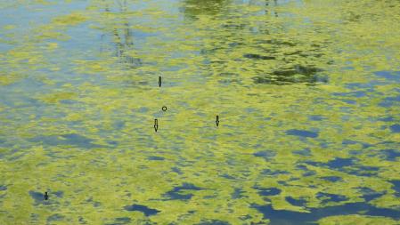 Solución al Reto visual de la rana.