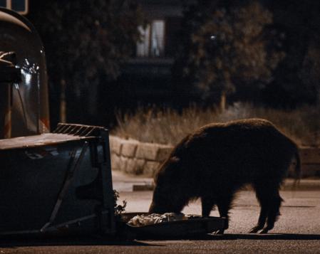 Jabalí buscando comida en Barcelona.
