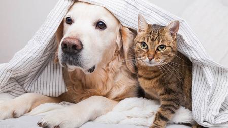 Perros y gatos son las mascotas más habituales en los hogares