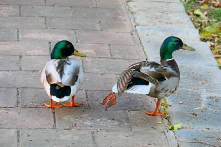 Dominante y Precioso.