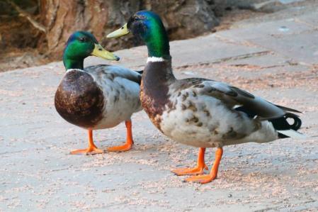 Dominante y Precioso.