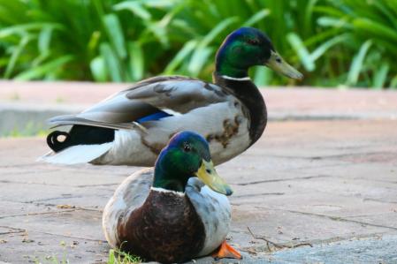 Dominante y Precioso.