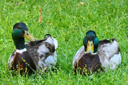 Dominante y Precioso.