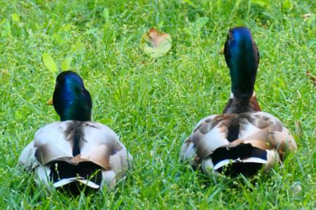 Dominante y Precioso.