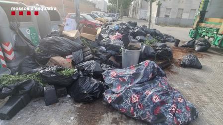 Un día después de la intervencinó policial, se abandonaron en contenedores cercanos alrededor de 3.500 plantas más.