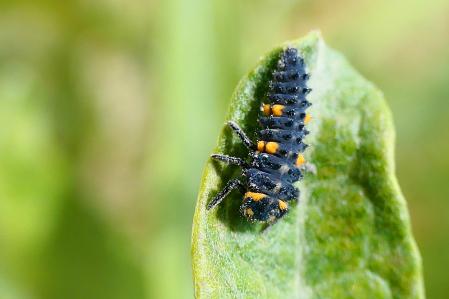 En su fase de larva en el huerto del monasterio de Pedralbes.